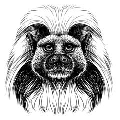 Cotton-top marmoset. Graphic portrait of a cotton monkey in sketch style on a white background. Digital vector graphics.