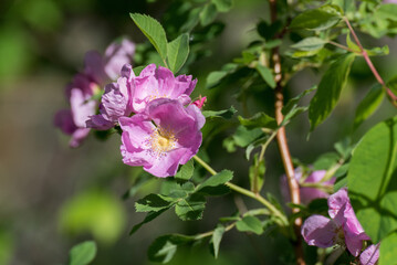 Pink Wild Roses Growing Along The Trail