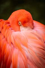 A sleeping flamingo 