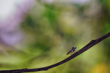 macro shot of robber fly while eating insects. , Select focus of head and eye detail