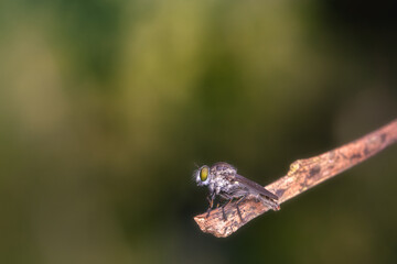 macro shot of robber fly while eating insects. , Select focus of head and eye detail
