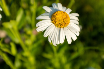 Big camomile flower on blurred green background, close-up. Chamomile with white petals for poster, calendar, post, screensaver, wallpaper, card, banner, cover, website, copy space for your design or
