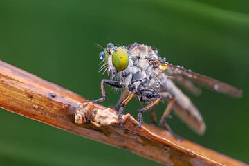 macro shot of robber fly while eating insects. , Select focus of head and eye detail