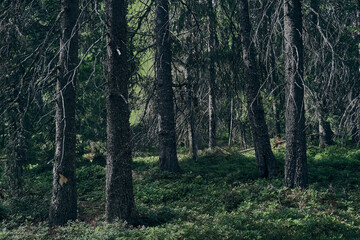 Image from the Hemningsdalen Valley up in the Totenåsen Hills, Norway, a summer day.