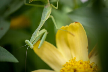 Preying Mantis hiding in the green leaves of a plant