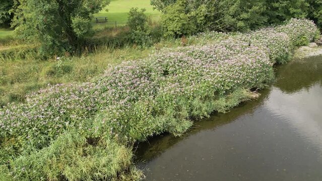 Himalayan Balsam spreading along the River Conwy banks in North Wales