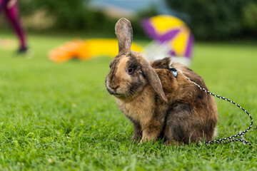 cute funny looking beige brown bunny rabbit sitting on the grass, paws on the ground, copy space, green background, pet photography, bunny hop race, Slovakia, Europe, symbol of new year 2023