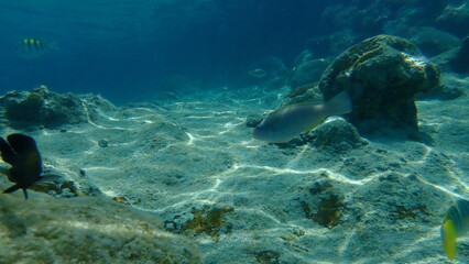 Stoplight parrotfish (Sparisoma viride) undersea, Caribbean Sea, Cuba, Playa Cueva de los peces
