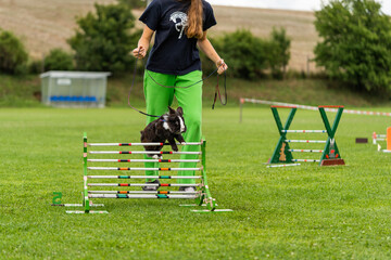 adorable rabbit bunny jumping over the obstacles during bunny race, green background, pet photography, bunny hop, kaninhop, Symbol of new year 2023, copy space, Easter concept