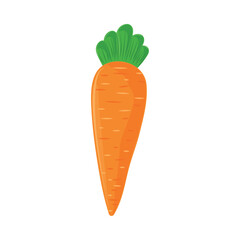 fresh carrot vegetable