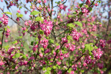 Red flowering currant (ribes sanguineum) flowers in bloom