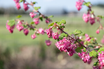 Obraz premium Red flowering currant (ribes sanguineum) flowers in bloom
