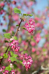 Red flowering currant (ribes sanguineum) flowers in bloom