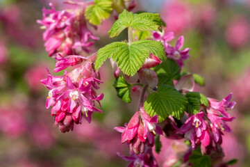 Red flowering currant (ribes sanguineum) flowers in bloom