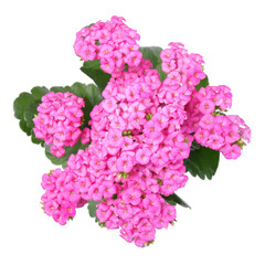 Kalanchoe flower transparent PNG