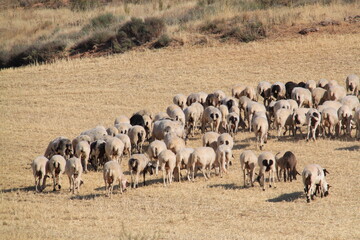 Rebaño de ovejas 