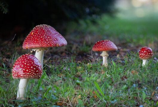 Amanita