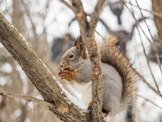 The squirrel with nut sits on tree in the winter or late autumn
