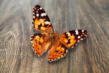Naklejka na ściany i meble Beautiful natural butterflies on desk background