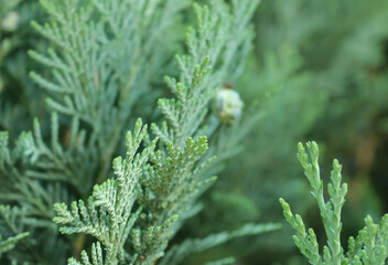 green leaves background of blooming plants design for fresh concept