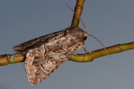  la Noctuelle cyth&eacute;r&eacute;e (Thalpophila matura)
