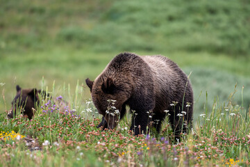 Young grizzly bears amongst wildflowers