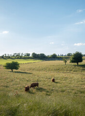 cows in green meadow between bastogne, La Roche and St Hubert in belgium