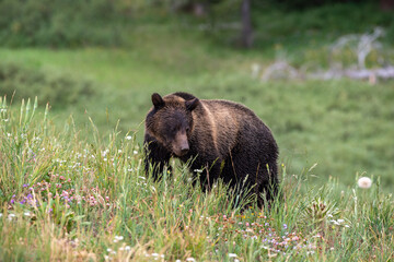 Young grizzly bear amongst wildflowers