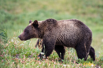 Young grizzly bears amongst wildflowers