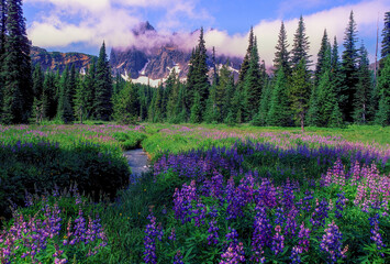 Three fingered Jack mountain and lupine flowers surrounding a small creek in Canyon Creek Meadow...