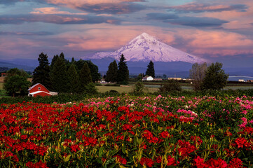 Mt Hood at sunrise and a red barn in a rhododendron field near Sandy Oregon