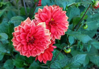Red Color Dahlia Flower In The Park