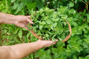 Naklejka na ściany i meble Harvesting mint leaves, woman's hands with pruner and wicker plate in garden