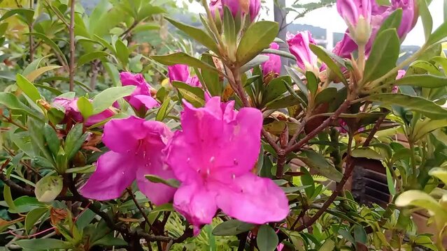 Flores al viento