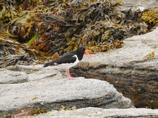 Oystercatcher with open beak, Flotta, Orkney