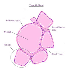 Thyroid gland- Histology