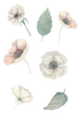 A set of flowers and leaves for design