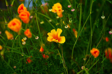 red and yellow tulips