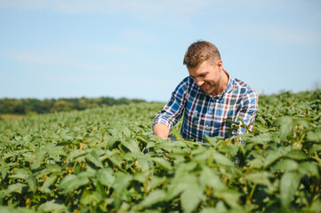 Agronomist inspecting soya bean crops growing in the farm field. Agriculture production concept. young agronomist examines soybean crop on field in summer. Farmer on soybean field.