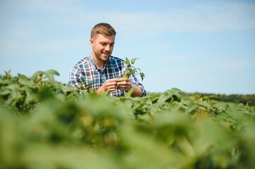 Farmer or agronomist examine green soybean plants in field.