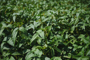 Obraz premium Soy pods at sunset, close up. Agricultural soy plantation and sunshine. Soy bean plant in sunny field . Green growing soybeans against sunlight