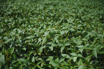 Soy pods at sunset, close up. Agricultural soy plantation and sunshine. Soy bean plant in sunny field . Green growing soybeans against sunlight