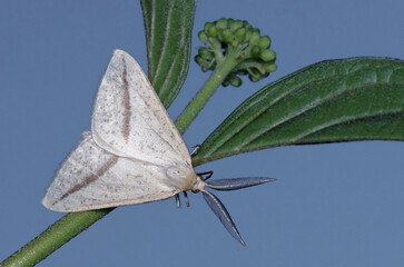 Un papillon de couleur claire, l'Aspilate jaunâtre ou Phalène de la millefeuille (Aspitates...