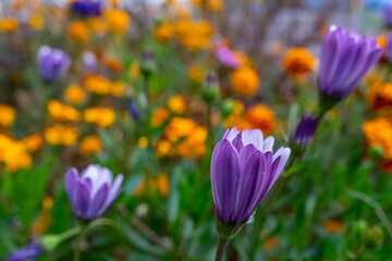 Several bright purple flowers on a flower bed. Selective focus