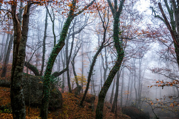 Autumn forest in the fog