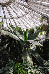Gew&auml;chsh&auml;user im Botanischen Garten Kopenhagen 