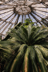 Gew&auml;chsh&auml;user im Botanischen Garten Kopenhagen 