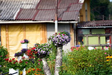 Fototapeta na wymiar An old house garden decorated with varieties of violet petunia flowers in pot standing on the birch trunk.