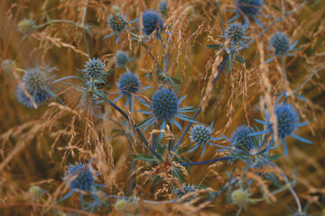 Blue flowers on a yellow background.
