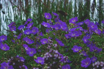 Blue flowers in the garden. Garden geranium.